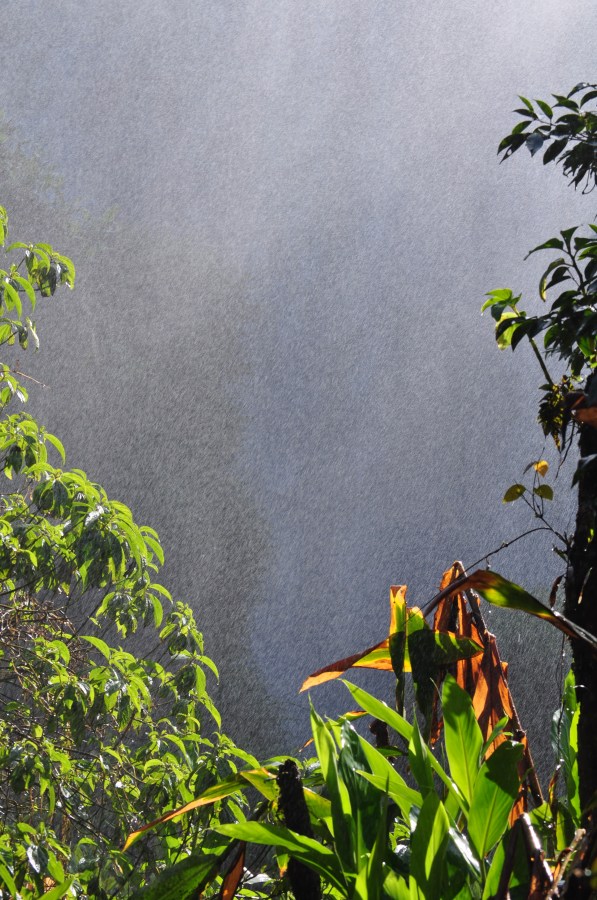 Argentina, Misiones, Iguazu National Park, Iguazu Falls, Brazil, Water, Forest, Tourist Place, Tourism, Humidity, Green, Nature, rain, Wet, Hot, Vegetation