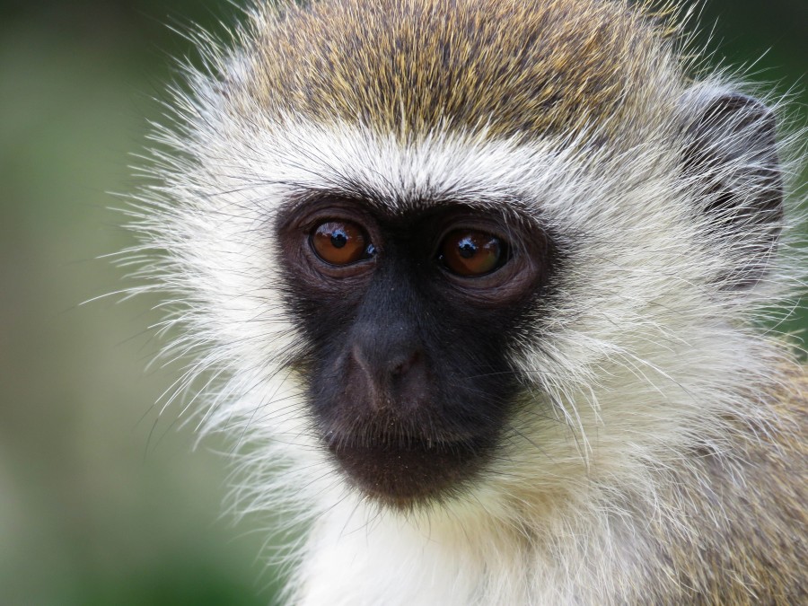 monkey, close-up, face, face, animal, mammal, wild, Vervet, africa, african, vervet monkey,