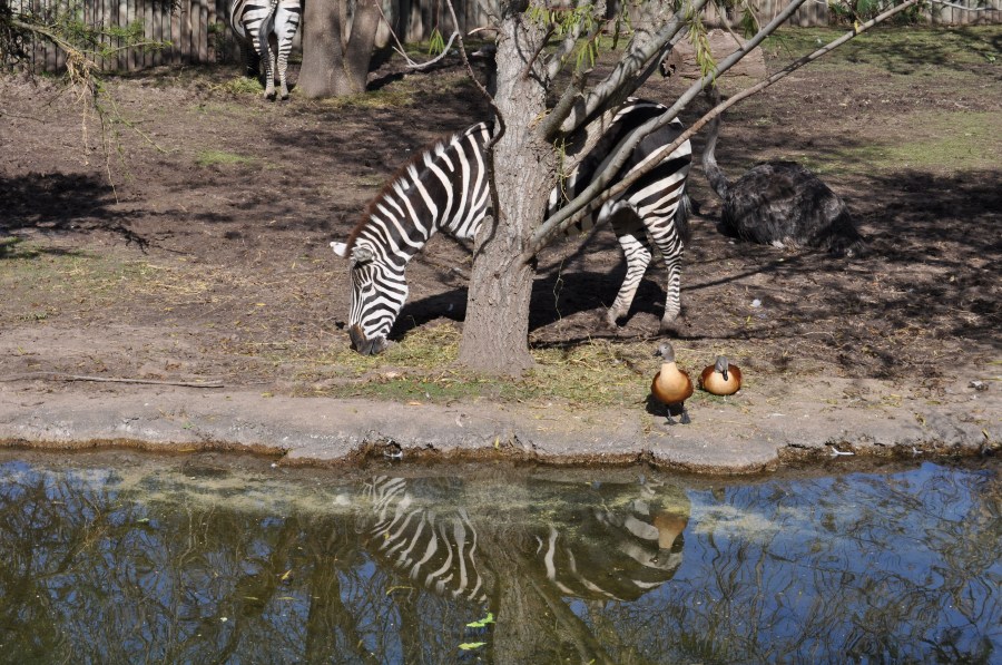 Africa, Wild Animal, Zebra, Color, Composing, Concept, crater, twilight, Creature, Da, Equidae, State Of Alert, exotic, foreign, Fauna, Flora, Flora and Fauna,Hbitat,Herbvoro,Hierba,Icono,Mamfero,Matorral,Migracin,Nadie,Naturaleza,Ngorongoro,Ocaso,Parque National, Heritage Of Mankind, Nature Reserve, Portrait, Savannah, Safari, Safari Animals, Shyness, Tunya, speed, Vertebrates, Travel, Wildlife