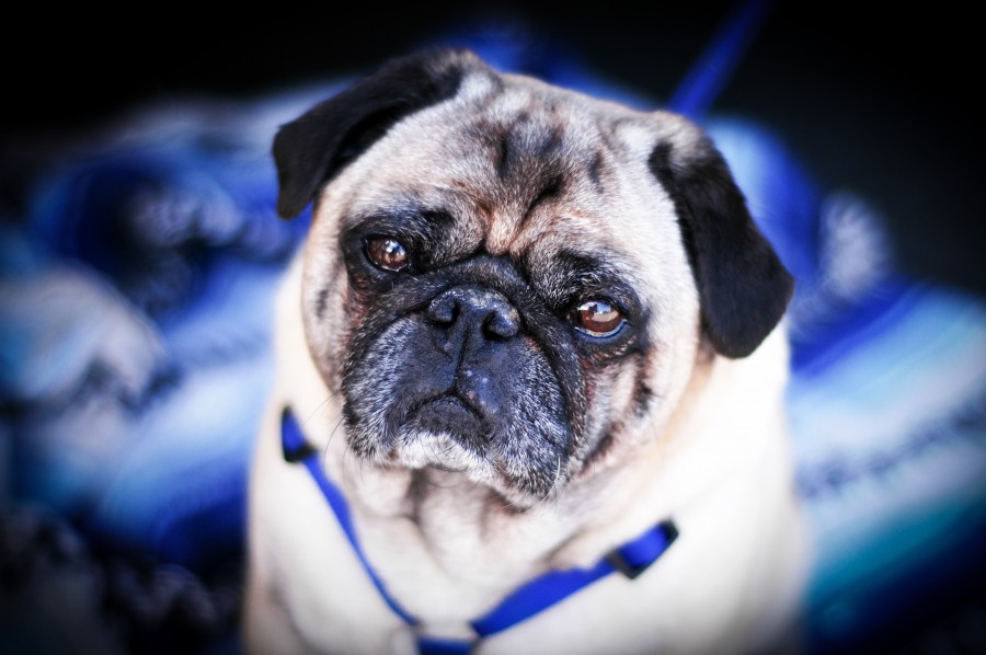 animal, dog, pet, pug, pug, front view,