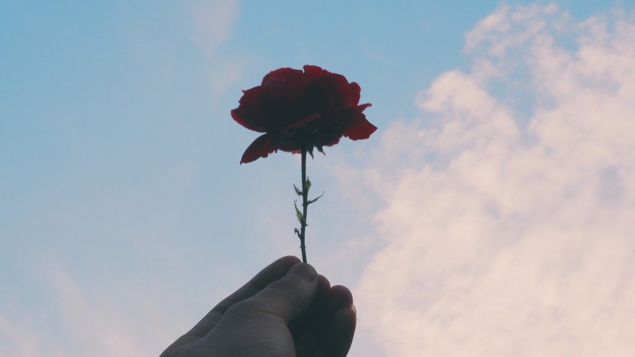 flower, rose, red, sky, romantic, romance, anniversary,