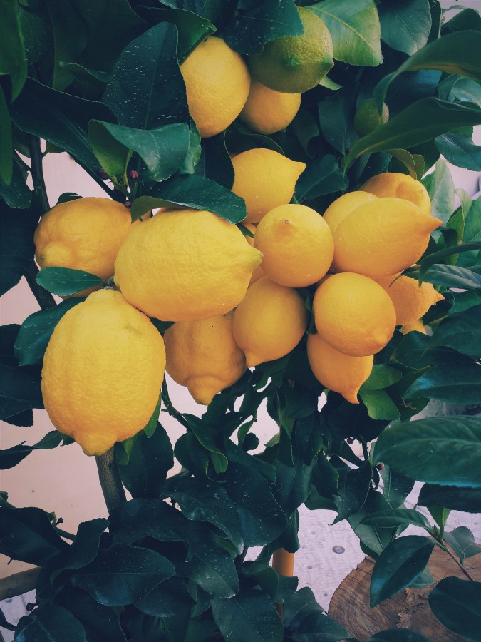 tree, lemon, lemons, fruit, citrus, lemon, yellow, nobody, nature, fruits, fruit,