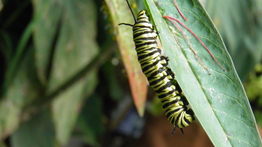Insect, Caterpillar, Leaf, Macro
