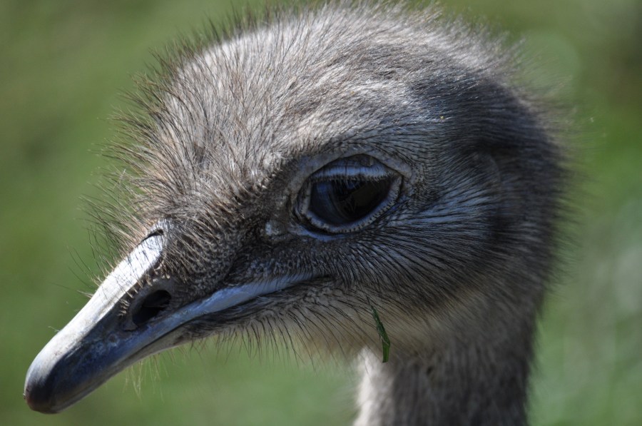 Ostrich, animal, bird, eye, feathers, plumage, beak, fast, speed, Africa, African, Height, Animal, Beautiful, Bird, Ostrich, Bird, Head, Conservation, Conserve, Neck,Struthio camelus