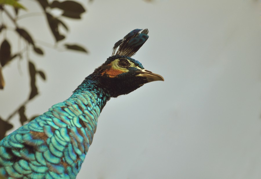 peacock, bird, one animal