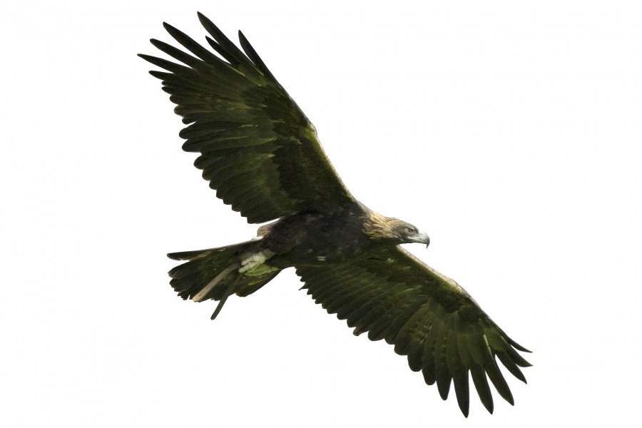 eagle, white background, animal, bird, fly, flying, isolated,