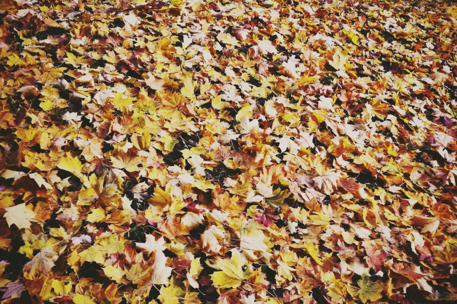 leaf, leaves, front view, autumn, background, background, nature, seasons, day, 