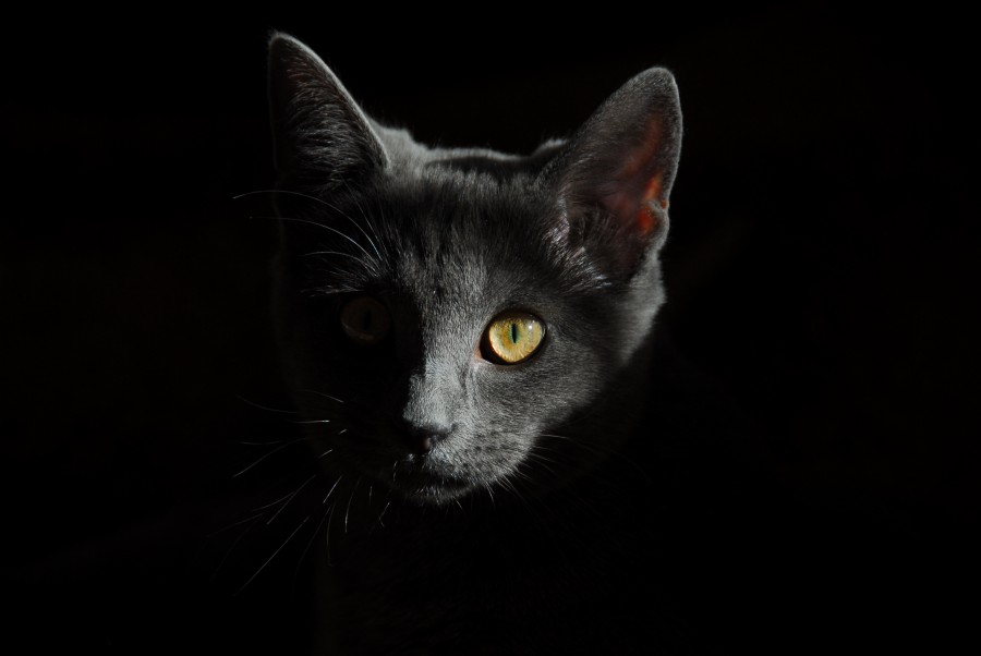 Kitten, cat baby, young animals, aggressive, hunt, cat, Skins, lovely, animals, carnivores, cute, fluffy, Hair, baby, mammal, paw, pets, playful, portrait, Thoroughbred, curious, wanted, free photos, Free images, domestic cat, animal head, portrait, Domestic Cat, Cute, Kitten, Animal, Photography, Looking At Camera, Domestic Animals, Young Animal, Color, Day, Horizontal, Indoors, Pets, No People, Animal Eye, Animal Body Part, Animal Themes, An animal, adorable, cute, pet, furry, mane, Colors, hairs, stripes, feline, pussycat, micifuz, michino, madrileño, Dark background, dark, green eyes, gray, Hd wallpapers, 4k wallpapers, 4k resolution, screensaver
