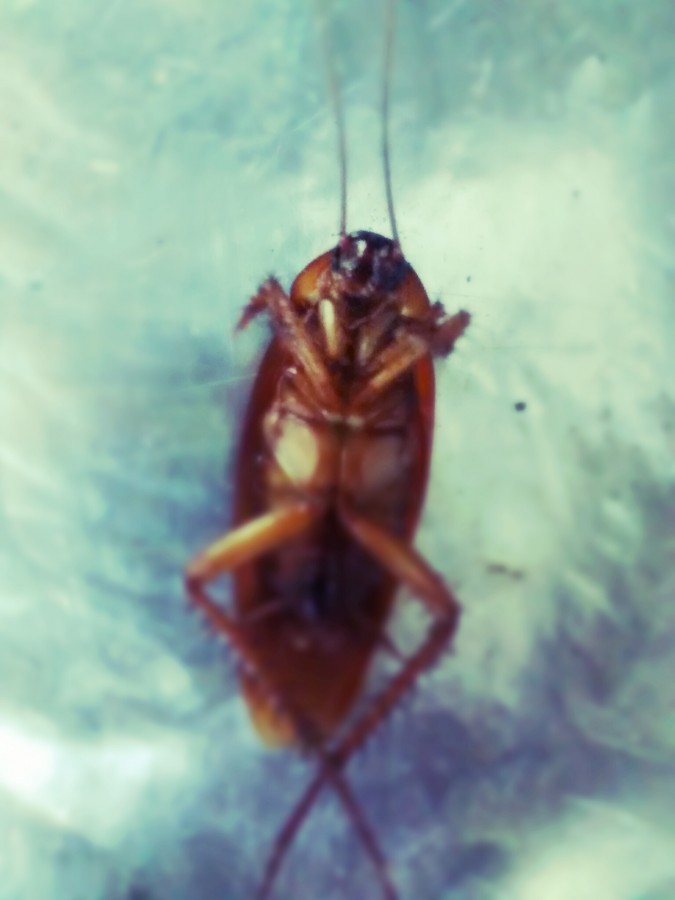 insect, cockroach, dead, death, insecticide,