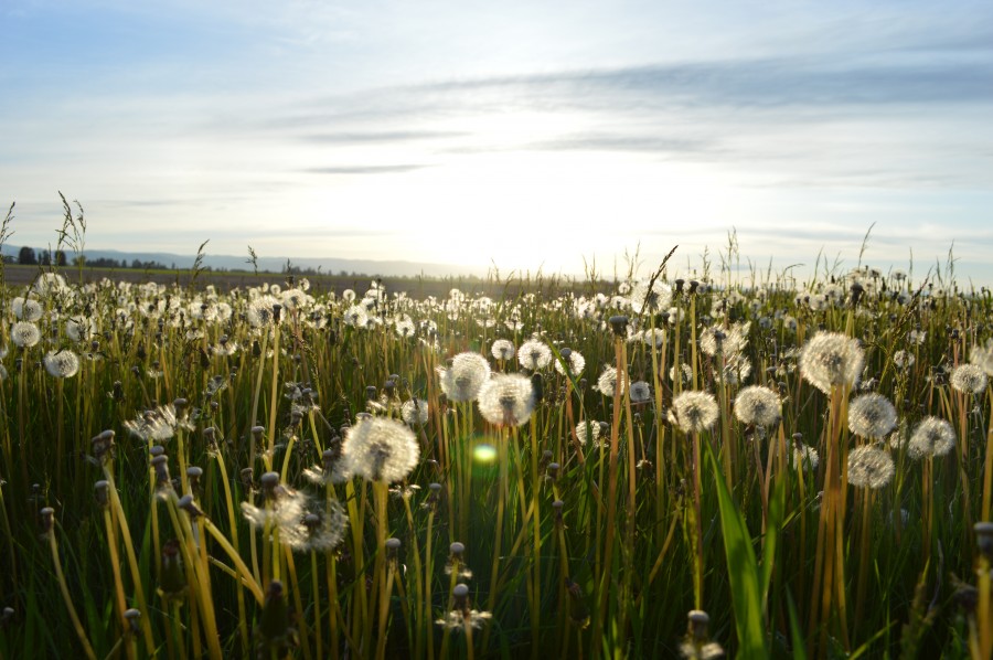 field, landscape, spring, dandelion, flower, flowers,