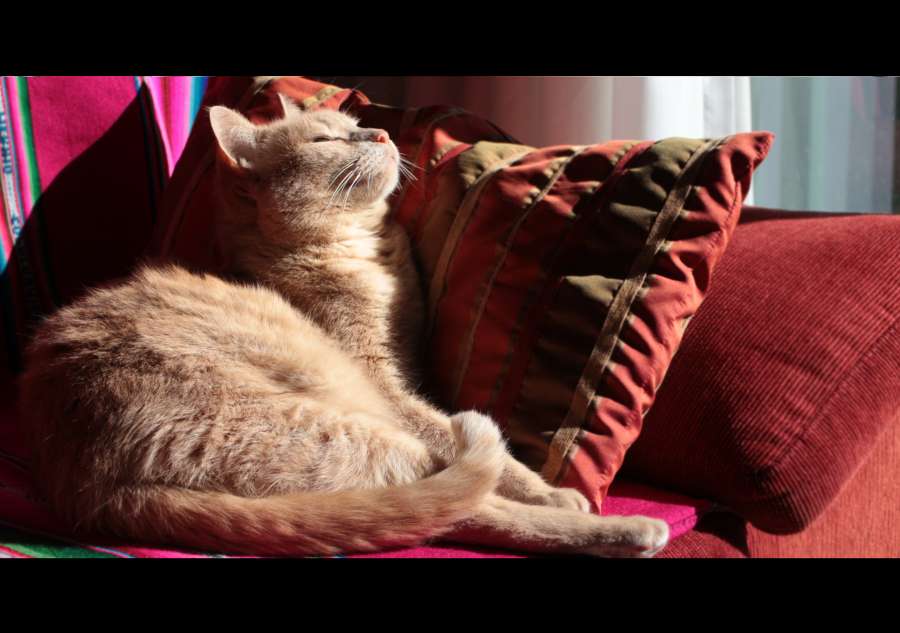 cat, animal, chair, sofa, living, relax, pet, reclining, interior, home,