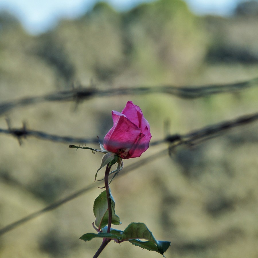 pink, close-up, flower, nobody, flower, spring,