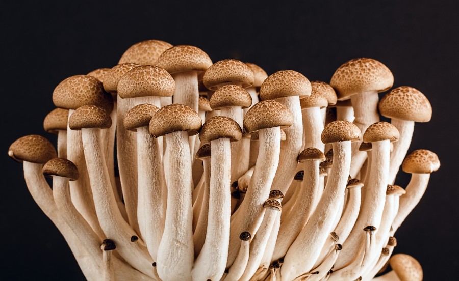 fungus, fungi, nature, black background, front view, Mushrooms