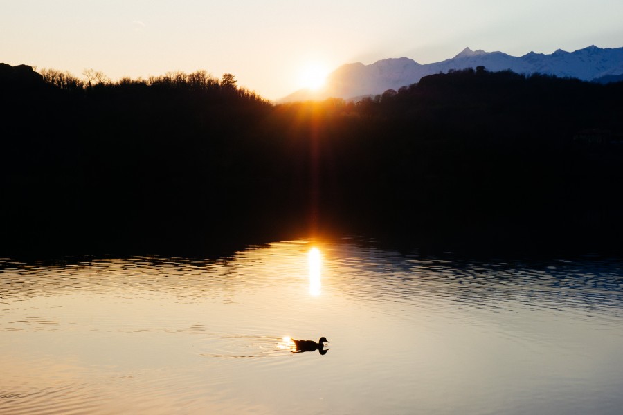 lake, pond, duck, landscape, nature, sunset, animal,