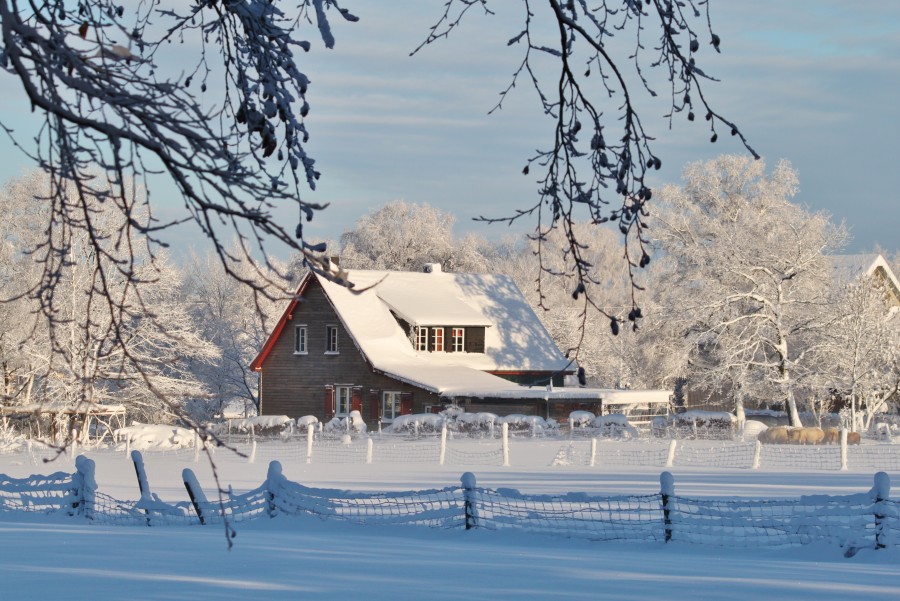snow, cold, winter, tree, dry leaf, frosting, freshness, low temperature, chill, cool, cold, frozen, snow, fence, house, cottage