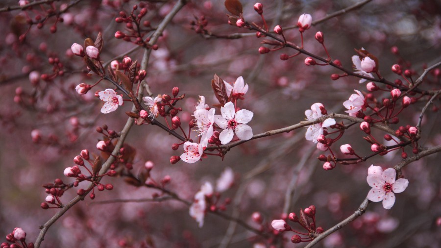 flower, flowers, background, background, spring, nobody,