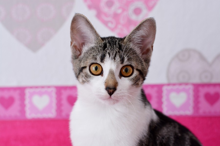 Kitten, cat baby, young animals, aggressive, hunt, cat, Skins, lovely, animals, carnivores, cute, fluffy, Hair, baby, mammal, paw, pets, playful, portrait, Thoroughbred, curious, wanted, free photos, Free images, domestic cat, animal head, portrait, Domestic Cat, Cute, Kitten, Animal, Photography, Looking At Camera, Domestic Animals, Young Animal, Color, Day, Horizontal, Indoors, Pets, No People, Animal Eye, Animal Body Part, Animal Themes, An animal, adorable, cute, pet, furry, mane, Colors, hairs, stripes, feline, pussycat, micifuz, michino, madrileño
