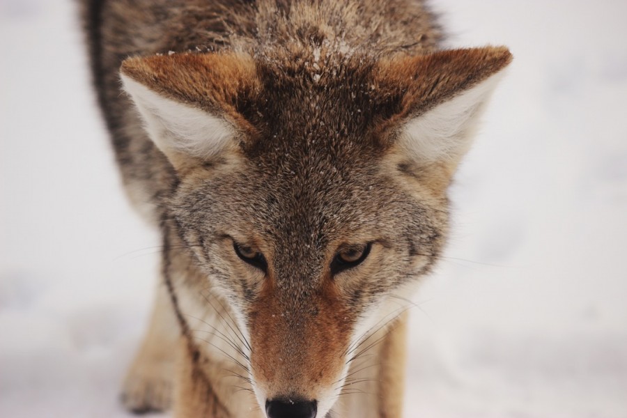wolf , animal , snow , winter , hair, Canido , flat primer coat , cold,