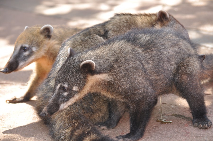 animal, Iguazu National Park, coati, coatis,