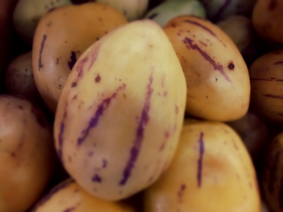 Cucumber Melon, fruit, tropical, Ecuador, america, latino, latina, Peru, 
