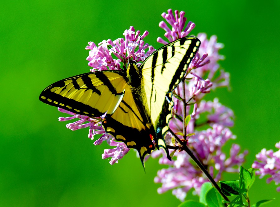 butterfly, insect, close-up, colorful, nature, yellow, forest, wings, hd wallpaper, 4k wallpaper