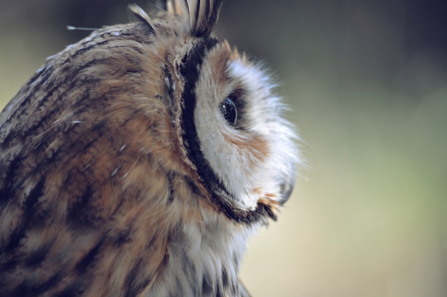 owl, Nature, Wildlife, Animal, Bird