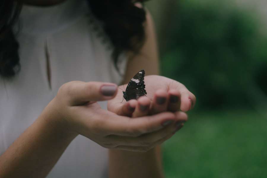 Woman, holding, hands, butterfly, garden, macro, nature, beauty, spring, insect, wild, closeup, wing, detail, beautiful, bright, color, summer, blossom, animal, background, natural, plant, environment, wildlife, monarch, meadow, romantic, tranquil, scene, butterfly wings, butterfly flower, sunlight, fragility, fresh, vivid, fragile, peace, vegetation, 