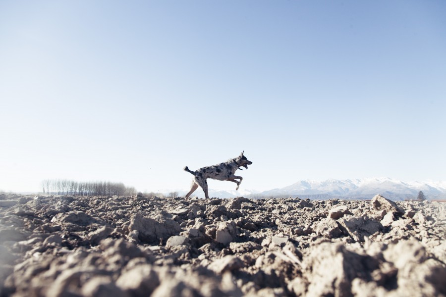 dog, animal, pet, running, outdoor, day, vitality,
