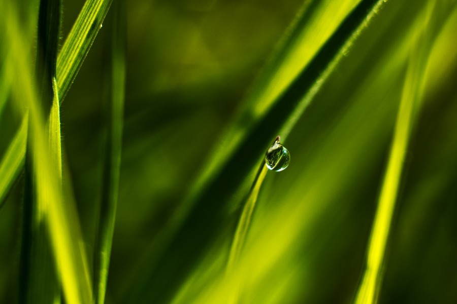 drop, raindrop, grass, green, nature, background, 