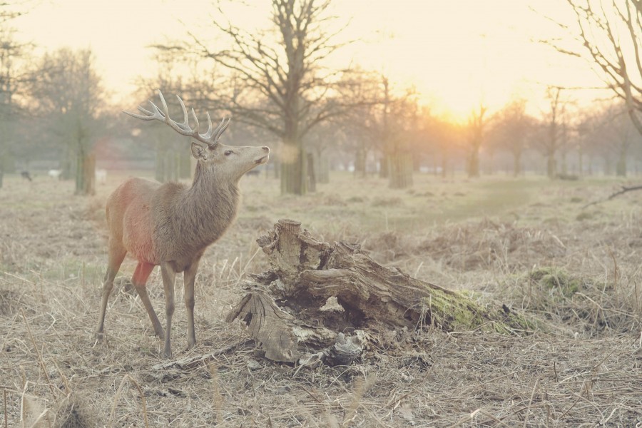 animal, deer, wild, idyllic, sunset, landscape, nature, animals, sunset, 