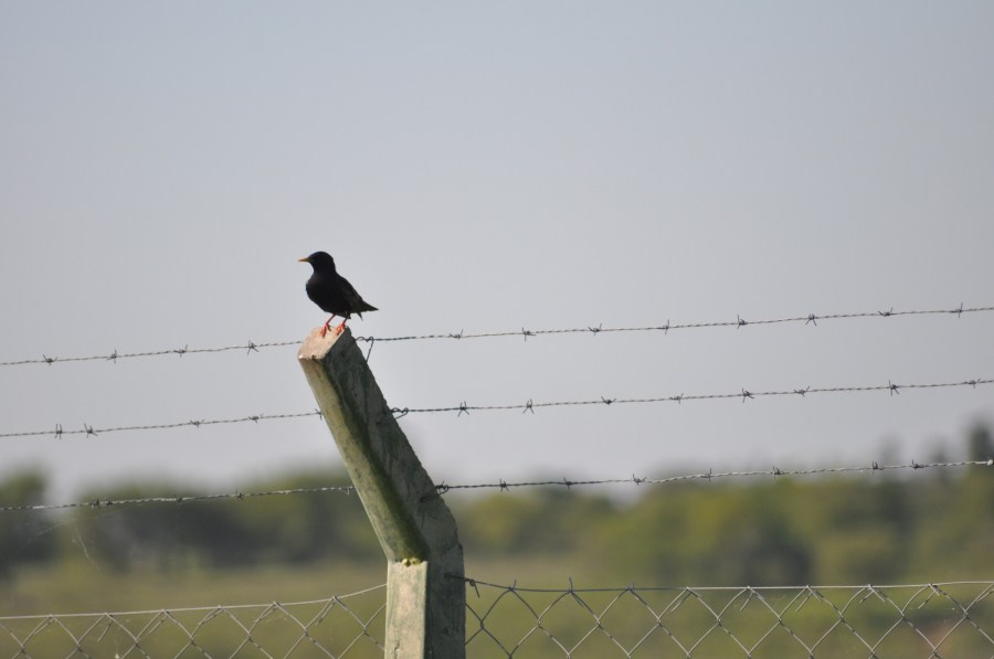 Bird, posing, barbed wire, fence 