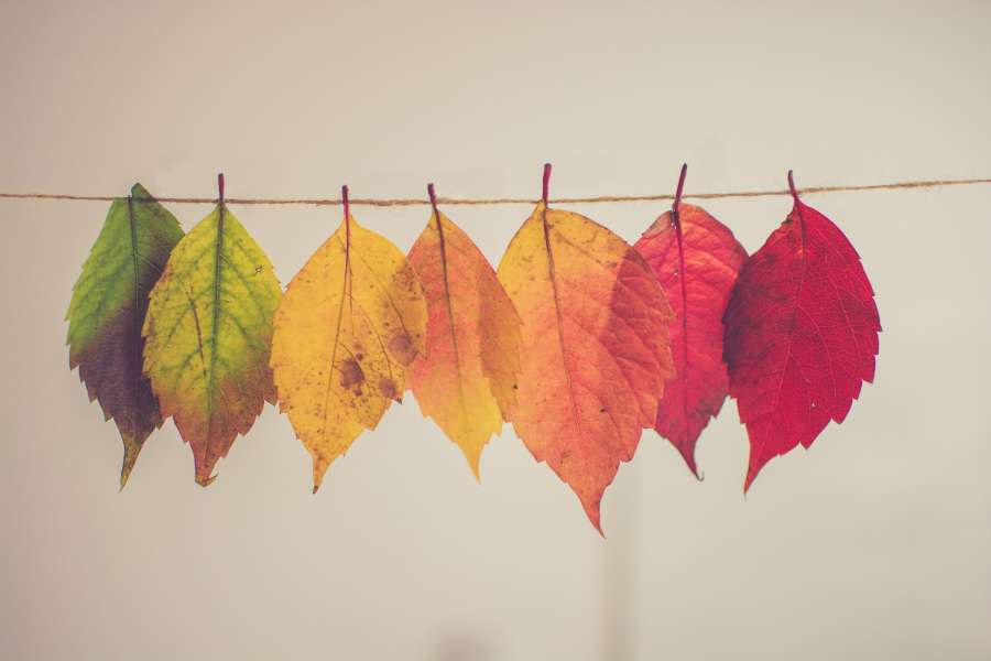 Color, Leaf, Fall, Autumn, Hanging, Line, Specturm, Green, Red, Orange, Colour, Leafe, wallpaper HD