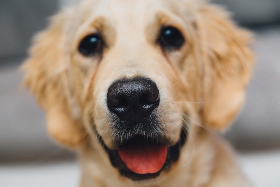 dog, pet, labrador, golden retriever, looking at camera, front view, puppy, gentle, sympathetic, cute, 