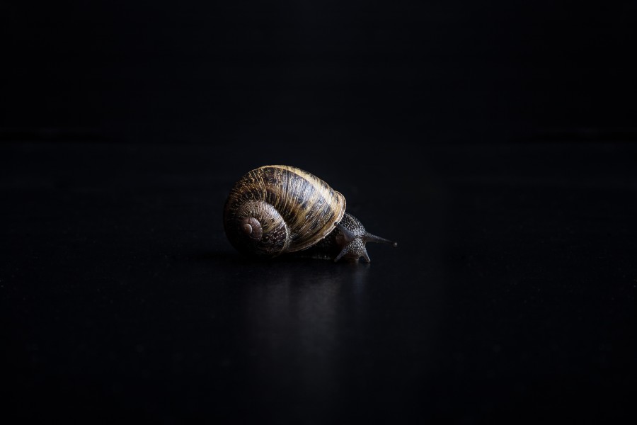 snail, mollusk, nature, shell, black background,