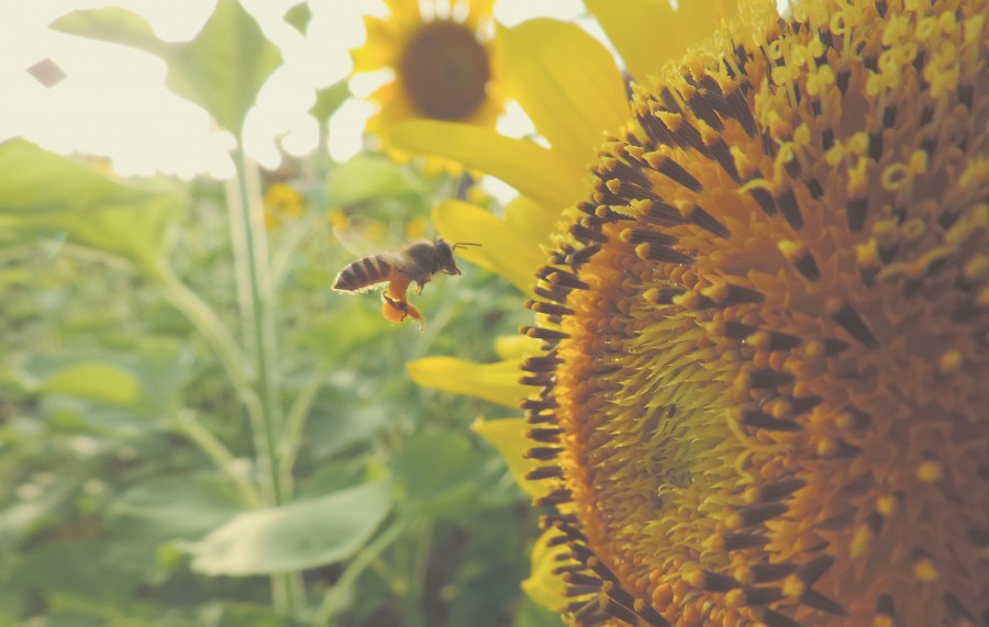 Sunflower, close-up, detail, bee, nature, insect, pollen, garden, yellow,