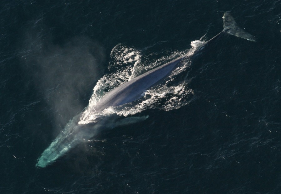 blue whale, aerial view, animal, mammal, whale, ocean, marine life,