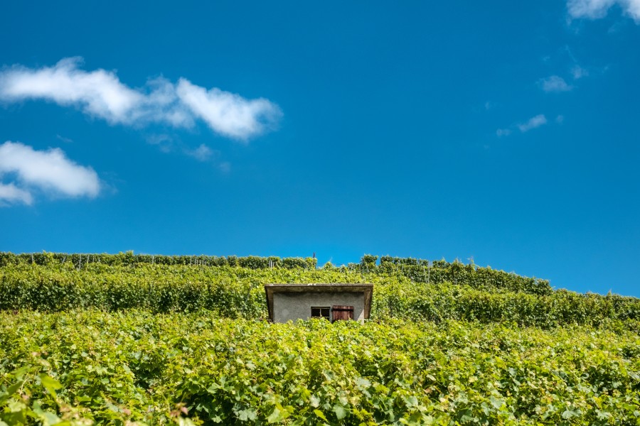 Puidoux, Switzerland, day, landscape, vineyard, vineyard, coast, europe, summer,