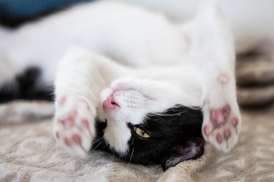 cat, tender, simpatico, animal, play, play, pet, gesture, cute baby cat pictures