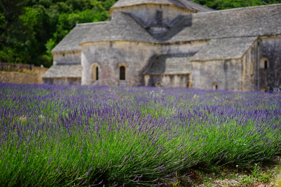 lavender, flower, flowers, field, garden, house, old, europe, grass, nature, nobody, old,