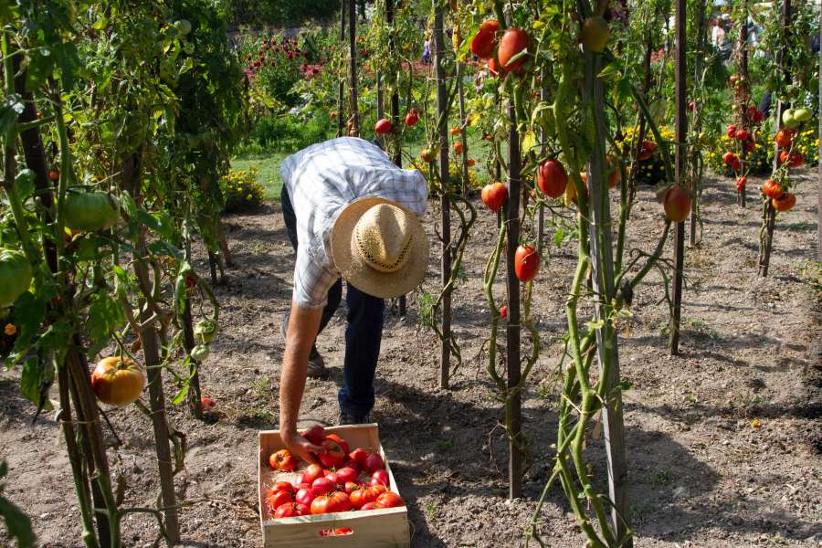 agriculture, garden, farm, summer, plant, vegetable, harvest, green, nature, food, crop, outdoors, farming, healthy, gardening