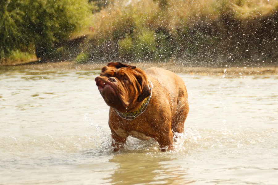 bordeaux, dog, bulldog, water, muddy lake, bathroom, puppy, nature, river, mastiff, animal, young, wet, swim, happy, summer, cute, funny, play, pet, playful,