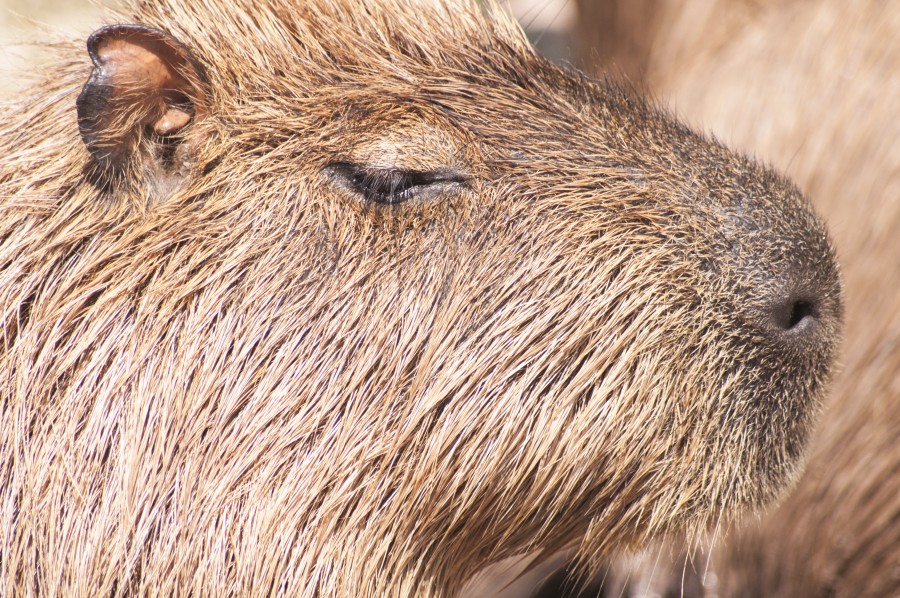 capybara, animal, wildlife, furry, latin america, head, 