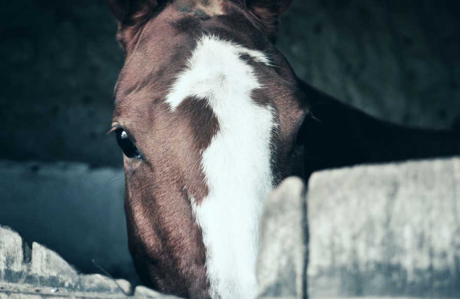 horse, stable, look, brown, stain, white, black eyes, saddle, horse, cavalry, horse, horse, donkey, mule, beast, quadruped, nag, nag, mule, pony, nag, trotter, steed, nag, nag , nag, Matalon, bay, roan, percheron