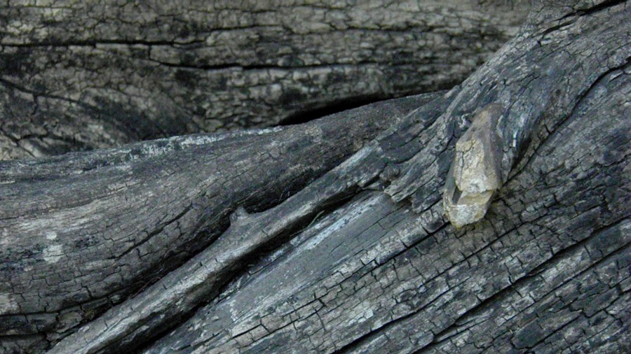 Texture, Textures, Trunk, Tree Bark 
