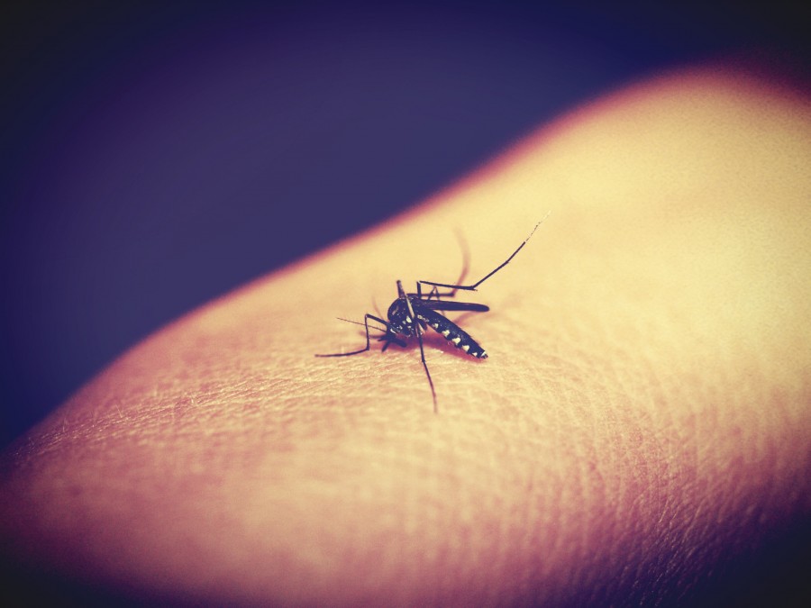 mosquito, bite, blood, itching, dengue, transmission, disease,