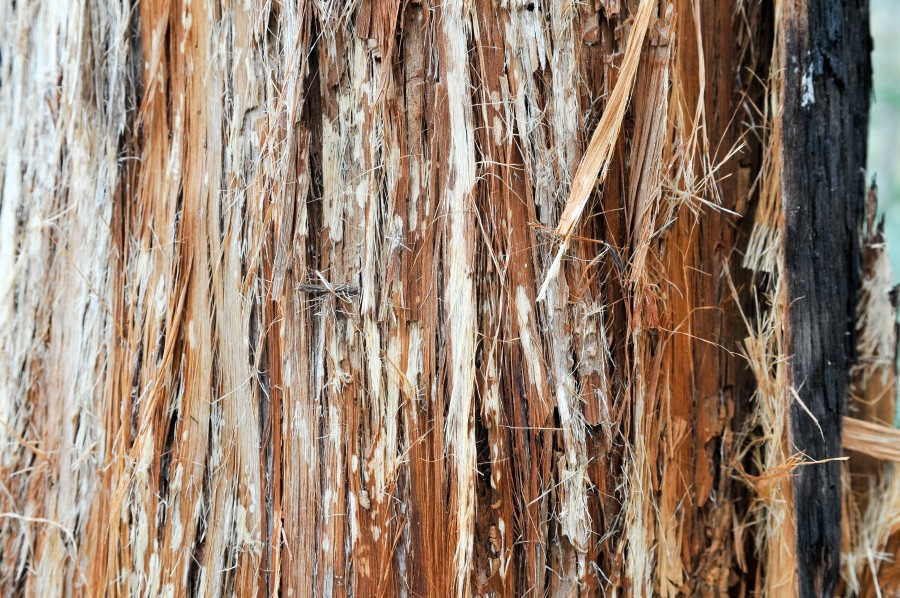 Trees, background, bark, brown, forest, natural, nature, texture, wood, tree