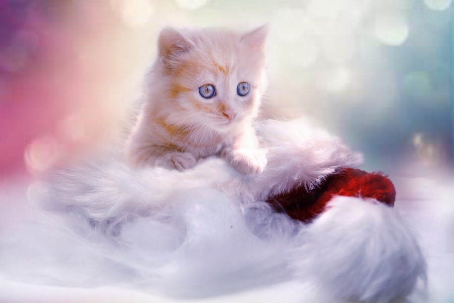 Kitten, cat baby, young animals, aggressive, hunt, cat, Skins, lovely, animals, carnivores, cute, fluffy, Hair, baby, mammal, paw, pets, playful, portrait, Thoroughbred, curious, wanted, free photos, Free images, domestic cat, animal head, portrait, Domestic Cat, Cute, Kitten, Animal, Photography, Looking At Camera, Domestic Animals, Young Animal, Color, Day, Horizontal, Indoors, Pets, No People, Animal Eye, Animal Body Part, Animal Themes, An animal, adorable, cute, pet, furry, mane, Colors, hairs, stripes, feline, pussycat, micifuz, michino, madrileño, felido, gatuno, Hd wallpapers, 4k wallpapers, 4k resolution, screensaver, Out of focus, tenderness, love, tender, heavenly eyes. bokeh, Hd wallpapers, 4k wallpapers, 4k resolution, screensaver