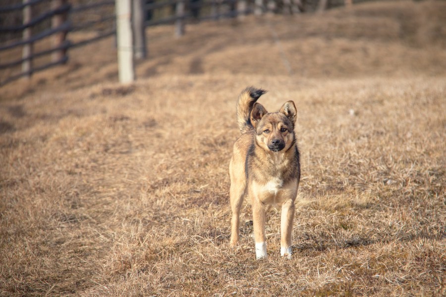 animal, farm, pet, pets, mountain, mountain, dog, field, rural scene, pastor, 