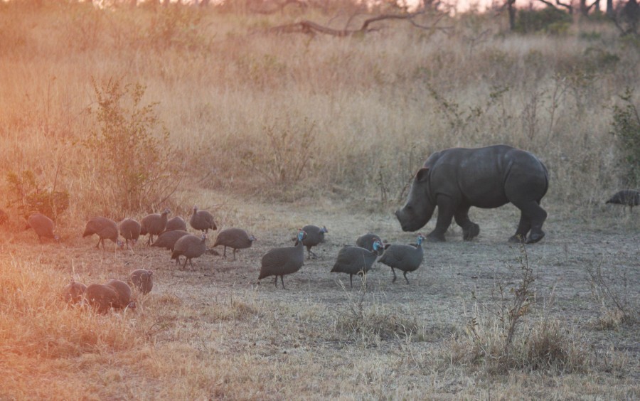 animal, wild, rhino, africa, plains, big, horn,