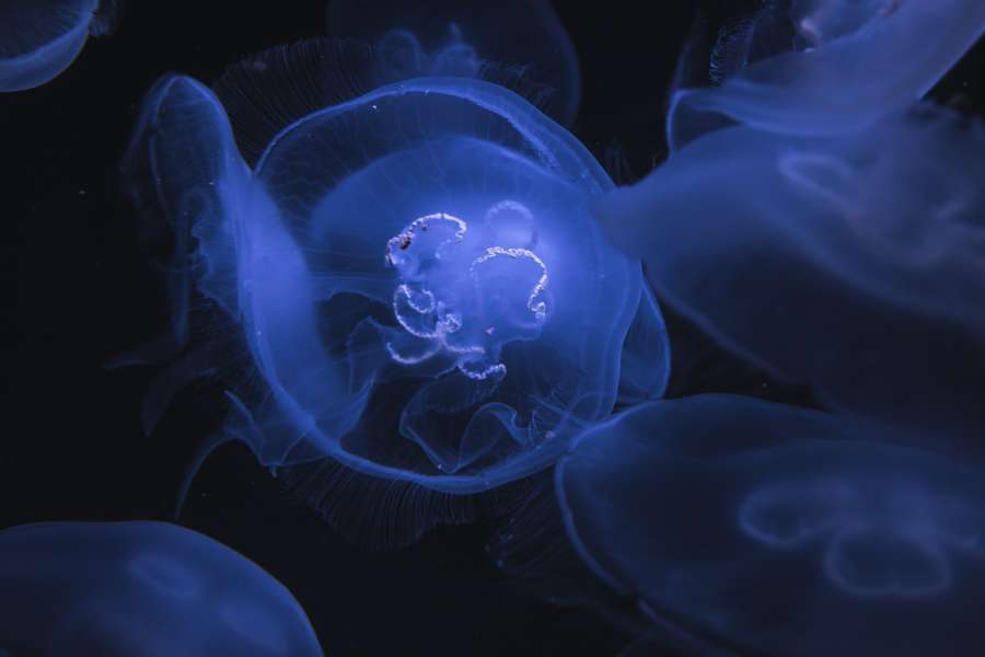 Purple, Black, Jellyfish, Underwater, Wallpaper, Nature Wallpapers, Nature Backgrounds, Blue, wallpaper 4k, wallpaper hd
